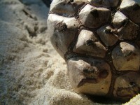 /album/nesian-photography/nesian-picture-9-copy-jpg/